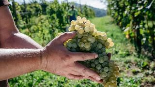 Cata de vinos en Ruge