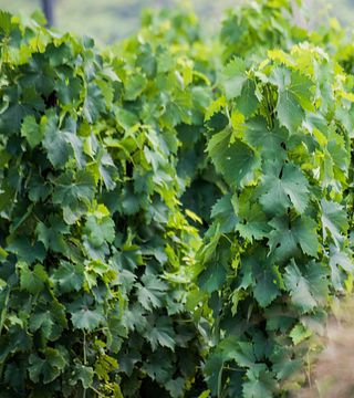 Degustação de vinhos da Ilha de Lipari no Copo