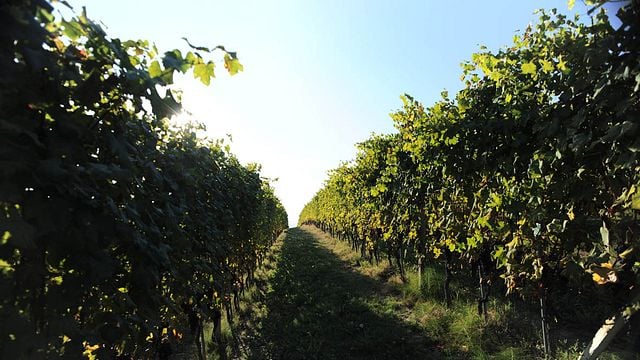 Piedmont Wine & Vineyard Tour at Dosio