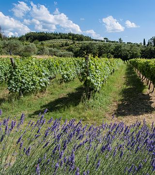 Villa La Ripa: A Historic Tuscan Winery