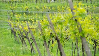 Degustazione Vini con Visita alla Cantina presso Azienda Agricola Massaro Norma