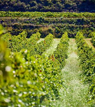 Vineyard Walk and Wine Tasting – Edetària Experience
