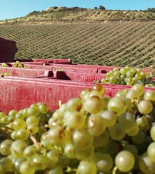Languedoc-Roussillon: Eco Wine Tasting at Off-Grid Sarabande