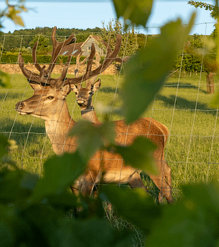 Deer Park Wines