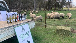 Tractorless Vineyard
