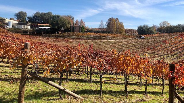 Degustazione di vini e tour presso l'azienda vinicola Wise Villa