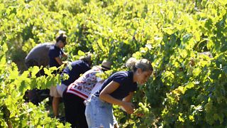 Azienda Vitivinicola Tola