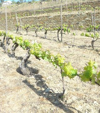 Quinta Da Furada: A Legacy of Wine and Tradition