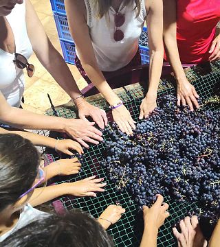 Tour pela vinícola e degustação de vinhos na Bodega San Juan