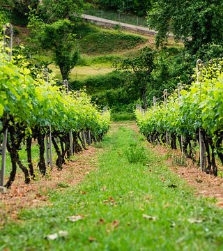 Degustazione di vini e tour presso l'azienda vinicola Kokkinos 