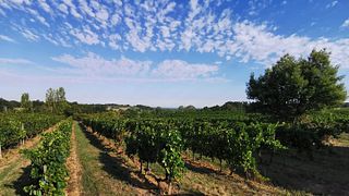 Degustazione di vini e visite a Vignobles Barreau