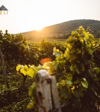 Maeli Winery