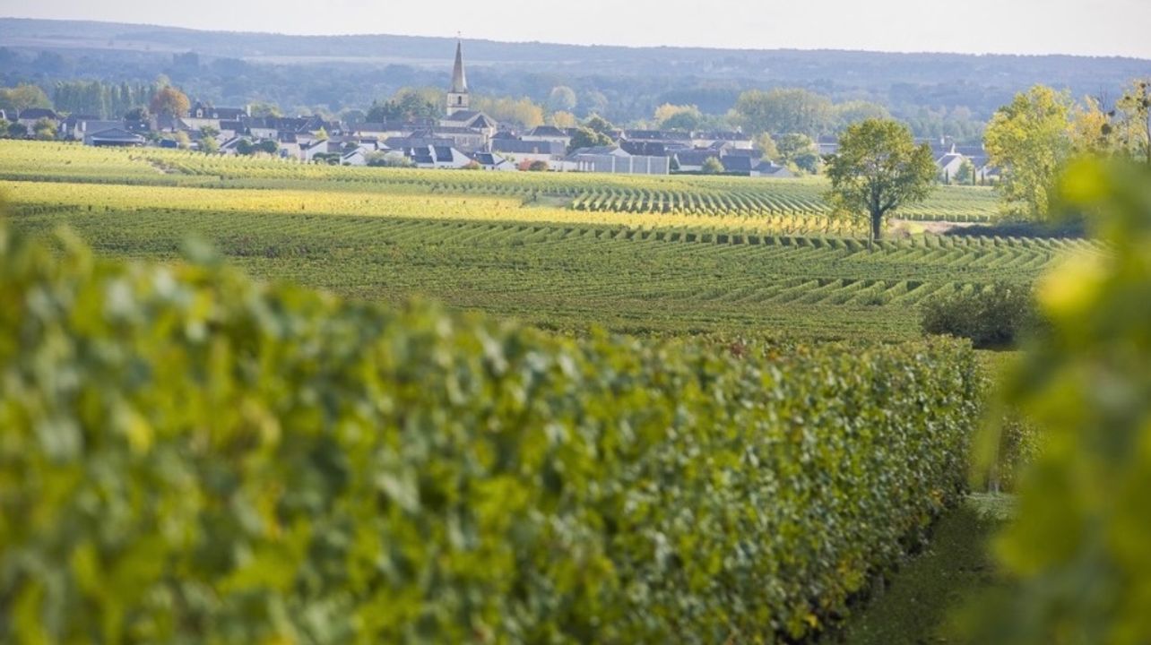 Vignoble de la Jarnoterie