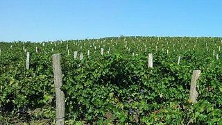 Cinque degustazioni di vini e tour a Belogradec -Varna