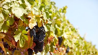 Giro dei vigneti