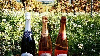Picnic Among Lombardy Vineyards with a Guided Wine Tasting