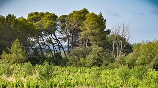 Visit to the agroforestry vineyard and wine tasting