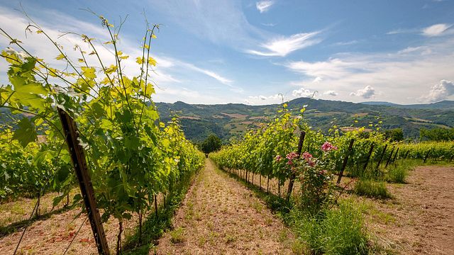 Dégustation de vins et visite du Castello Montesasso