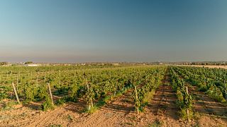 Algarve Wine Escape: Vineyard Tour & Tasting Delight