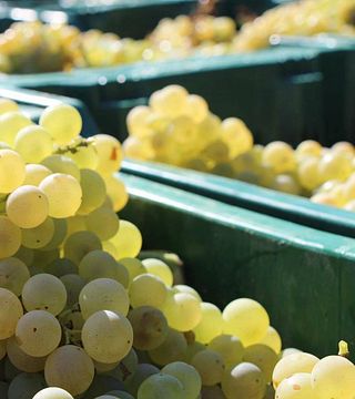Pomario Winery