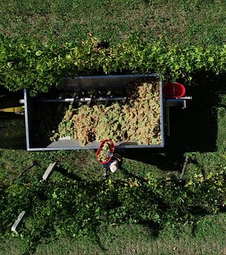 Tenuta Musone - Colognola Cingoli