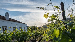 Morgadio da Calçada Douro vin och hotell