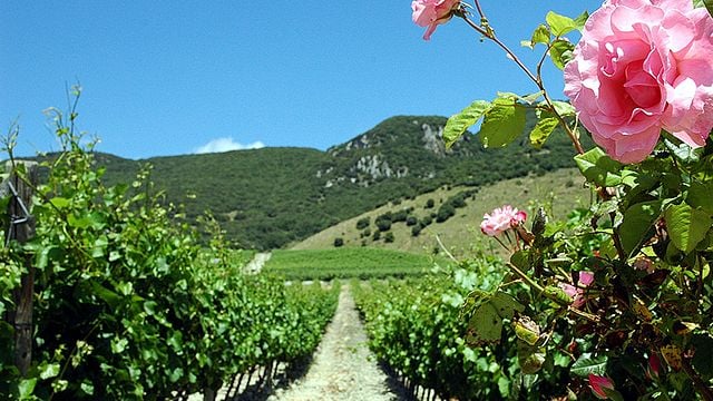 Di Giovanna Societa' Agricola