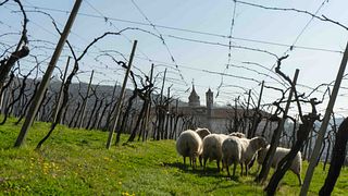 Veneto Garganega Wine & Vineyard Journey - Terroir