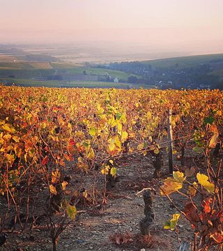 Degustação de vinhos e tour em Vincent Grall Vigneron