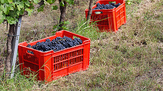 As muitas faces de Barbera: degustação e tour pela vinícola