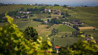 Erleben Sie die Ernte in der Azienda Agricola Calatroni