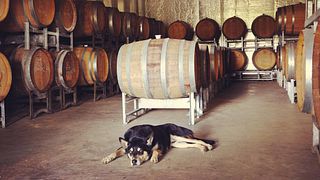 Victoria Vineyard Vistas: Condie Estate Wine Journey