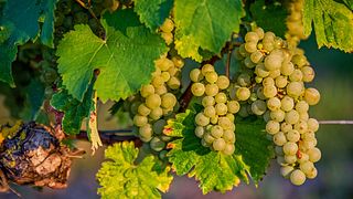 Vinprovning och rundtur på Domaine de Rocheville