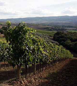 Beliebte Weinprobe und Weintour bei Azienda Agricola Innocenti