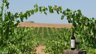 Vinprovning och rundtur på Vinicola De Tomelloso