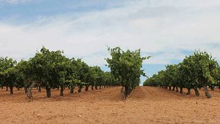 Wine Tasting and Tour at Bodegas Fuentenarro