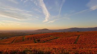 Vinprovning och rundtur på Domaine de la Ronze