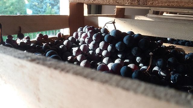 Wine Tasting and Tour at Azienda Agricola Manara