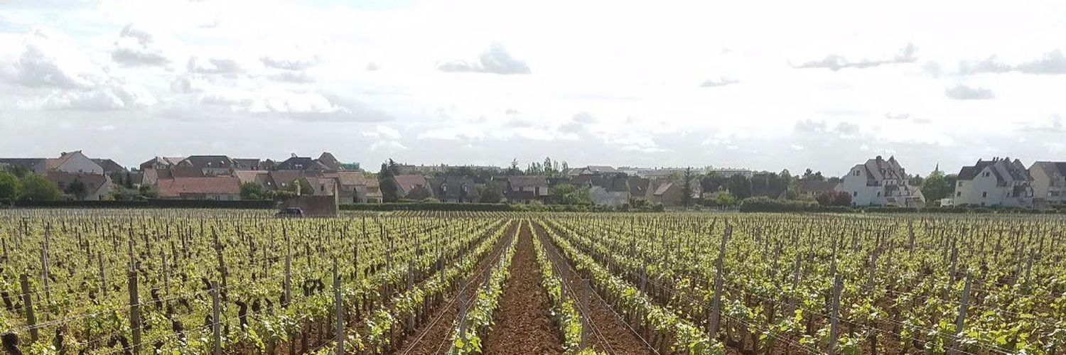 Domaine Besancenot - Vineyards