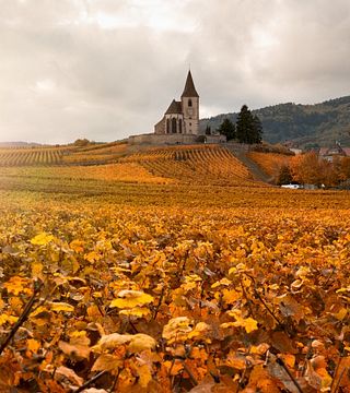 Découverte des vins d'Alsace : visite d'une demi-journée des vignobles au départ de Strasbourg