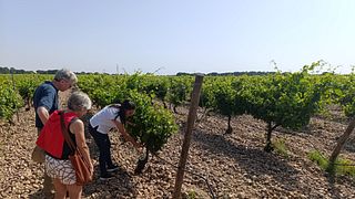 Rueda White Wine Tour with Michelin-Star Lunch from Madrid