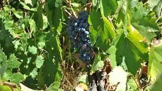 Weinprobe und Tour bei Villalobos Wines