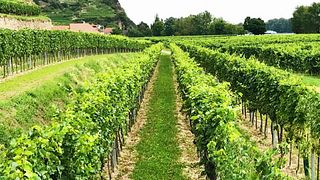 Vinprovningsupplevelse på Weingut Gattinger
