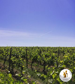 Visite et dégustation : de la vigne au verre, en passant par les caves
