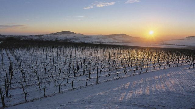Weinprobe und Führung im Domaine Frédéric Mochel