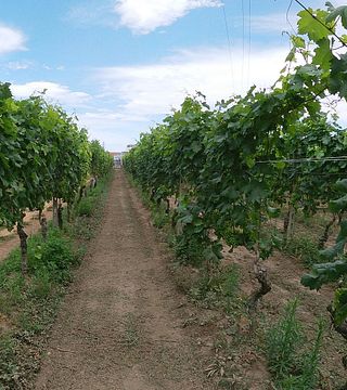 Azienda Agricola Dell’Erba