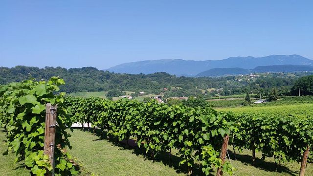 Tour speciale La Svolta e degustazione di vini 