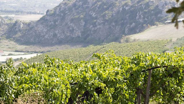 Sicily Vineyard Walk & Wine Tasting at Baglio Bonsignore