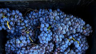 Premium vinprovning och rundtur på Alario Claudio Winery
