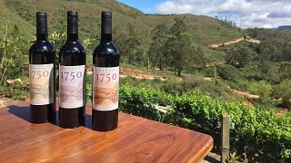 Degustação de vinhos e tour na Vinos 1750 - Uvairenda